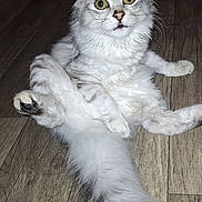 Ari participe au concours pour gagner de l'argent avec cette photo : alert, animal, cat, cute, domestic_cat, ears, feline, fluffy, fur, house, indoor, pet, silver_tabby, sitting, surprised_expression, tail, whiskers, wide_eyes, wooden_floor, young_cat