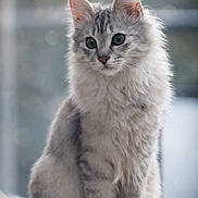 Ari participe au concours pour gagner de l'argent avec cette photo : cat, fluffy, gray, white, green_eyes, sitting, fur, portrait, animal, pet, indoor, calm, curious, whiskers, ears, tail, closeup, feline, soft_light, background_blur