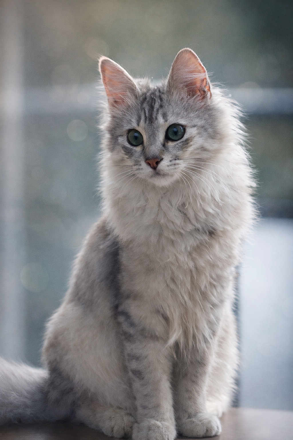Ari participe au concours pour gagner de l'argent avec cette photo : cat, fluffy, gray, white, green_eyes, sitting, fur, portrait, animal, pet, indoor, calm, curious, whiskers, ears, tail, closeup, feline, soft_light, background_blur