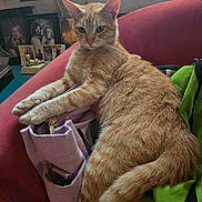 Catfish Cullen joined the competition — help win amazing prizes! cat, orange_tabby, chair, indoor, relaxed, furniture, window, photo_frames, bag, organizer, paws, fur, nostalgic, cozy, resting, pet, domestic, home, curled_tail, mammal