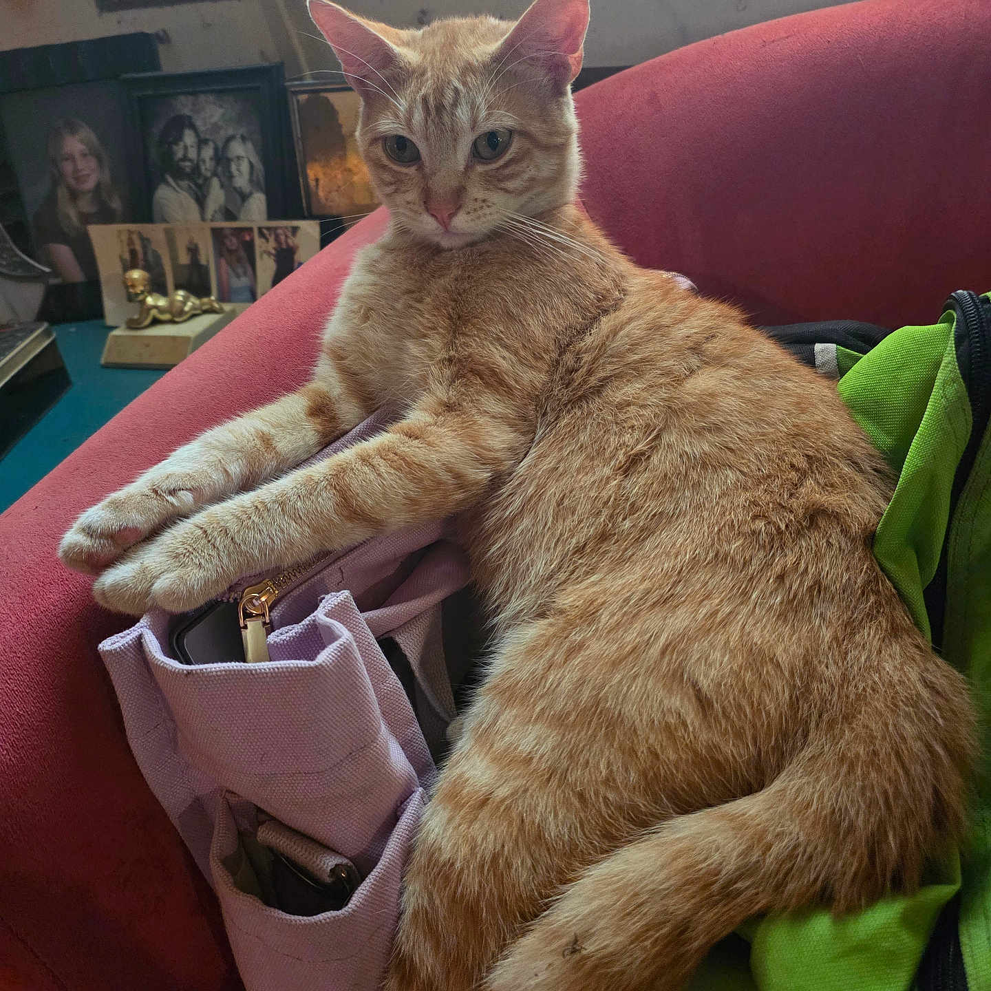 Catfish Cullen joined the competition — help win amazing prizes! cat, orange_tabby, chair, indoor, relaxed, furniture, window, photo_frames, bag, organizer, paws, fur, nostalgic, cozy, resting, pet, domestic, home, curled_tail, mammal