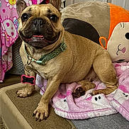 Suki is registered to the contest to win money with this photo: blanket, close_up, collar, couch, cozy, cushion, cute, dog, french_bulldog, indoor, nails, paw, pet, pink_blanket, plush_toy, polka_dot, portrait, smiling, tag, tongue