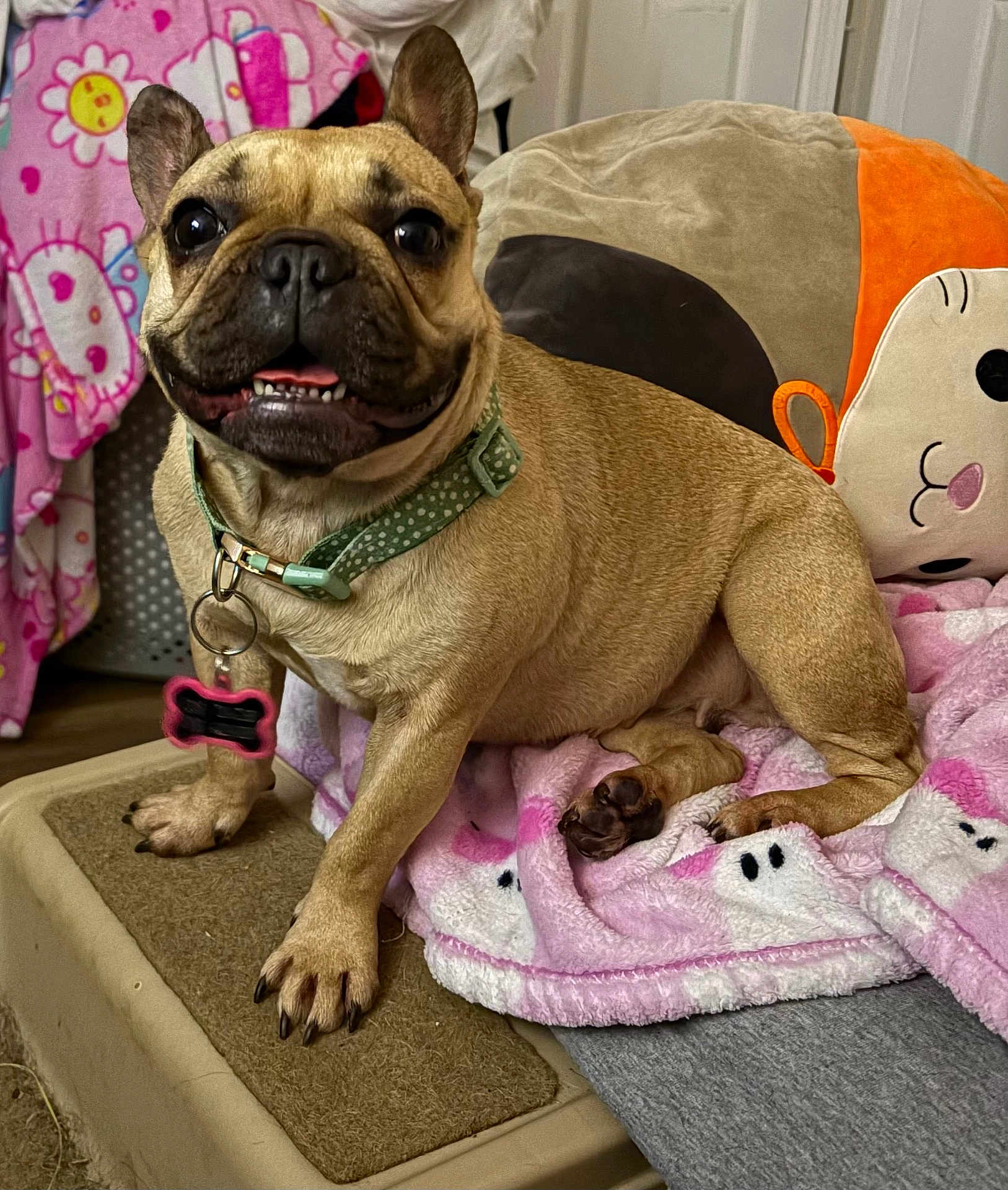 Suki is registered to the contest to win money with this photo: blanket, close_up, collar, couch, cozy, cushion, cute, dog, french_bulldog, indoor, nails, paw, pet, pink_blanket, plush_toy, polka_dot, portrait, smiling, tag, tongue