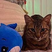 Sir Chewy joined the competition — help win amazing prizes! tabby_cat, plush_toy, blue_whale, bed, quilt, patterned_bedspread, blanket, checkered_blanket, door, decor, indoor, pet, feline, animal, resting, cozy, soft_lighting, close_up, homedecor, cute