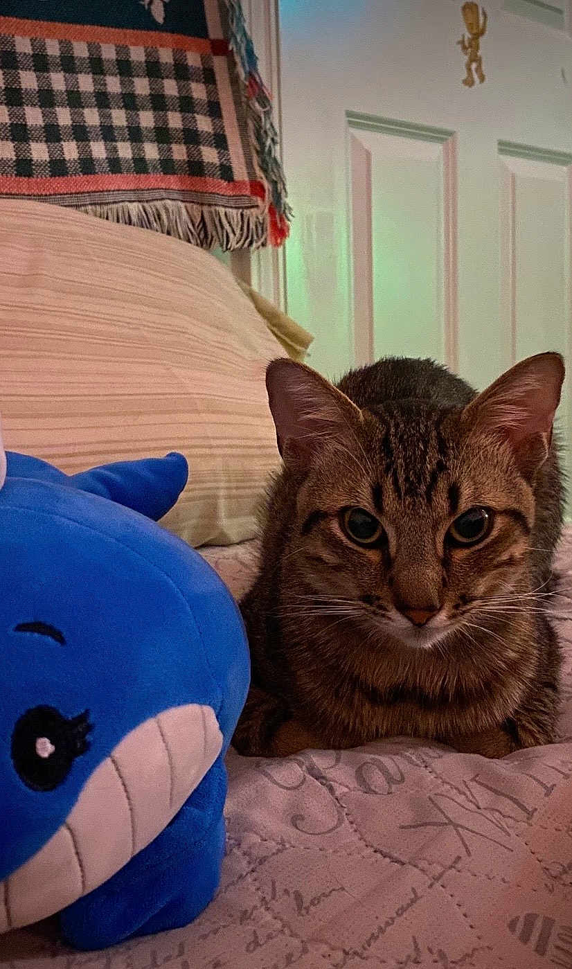 Sir Chewy joined the competition — help win amazing prizes! tabby_cat, plush_toy, blue_whale, bed, quilt, patterned_bedspread, blanket, checkered_blanket, door, decor, indoor, pet, feline, animal, resting, cozy, soft_lighting, close_up, homedecor, cute