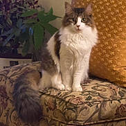 Gibby joined the competition — help win amazing prizes! cat, fluffy, indoor, bench, cushion, patterned, pillow, plant, leafy, tail, pet, animal, feline, domestic, cozy, vintage, fur, sitting, room, decor