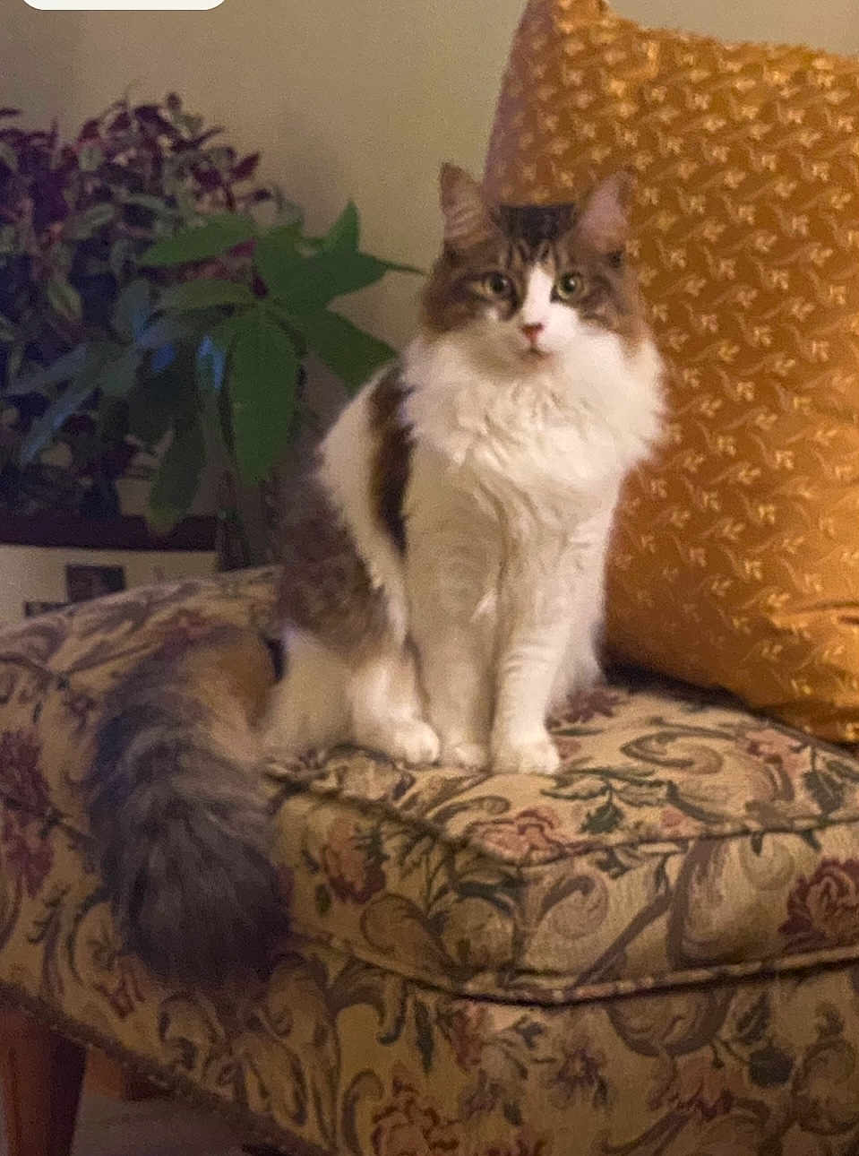 Gibby joined the competition — help win amazing prizes! cat, fluffy, indoor, bench, cushion, patterned, pillow, plant, leafy, tail, pet, animal, feline, domestic, cozy, vintage, fur, sitting, room, decor