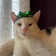 Cupcake is registered to the contest to win money with this photo: cat, feline, pet, green_bow, bow, white_fur, whiskers, pink_nose, ears, curtain, indoor, cozy, soft_bed, close_up, portrait, relaxed, sleepy, fluffy, animal, mammal