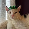 animal, bow, cat, close_up, cozy, curtain, ears, feline, fluffy, green_bow, indoor, mammal, pet, pink_nose, portrait, relaxed, sleepy, soft_bed, whiskers, white_fur