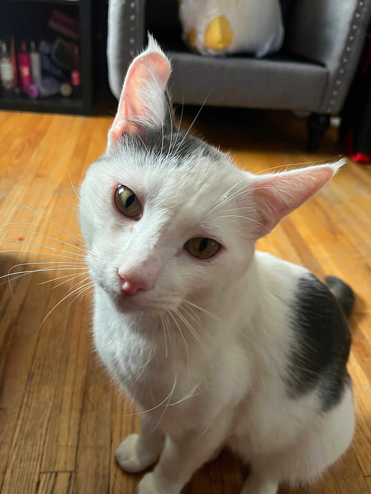 Cupcake joined the competition — help win amazing prizes! cat, white_cat, gray_patch, close_up, whiskers, pink_nose, curious_expression, green_eyes, indoor, hardwood_floor, armchair, living_room, pet, domestic_cat, sitting, portrait, fur, ears, soft_lighting, cozy