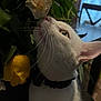 Cupcake joined the competition — help win amazing prizes! cat, white_cat, flower, yellow_rose, lily, whiskers, collar, close_up, indoor, pet, nose, eye, fur, leaves, bouquet, profile_shot, curiosity, table, chair, macro