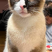 Mittens joined the competition — help win amazing prizes! animal, background_person, blue_eyes, cat, close_up, curious, cute, domestic_cat, fur, indoor, intense_gaze, mammal, pet, pink_nose, portrait, siamese_cat, sitting, table, whiskers, wide_eyes