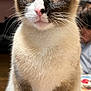 animal, background_person, blue_eyes, cat, close_up, curious, cute, domestic_cat, fur, indoor, intense_gaze, mammal, pet, pink_nose, portrait, siamese_cat, sitting, table, whiskers, wide_eyes