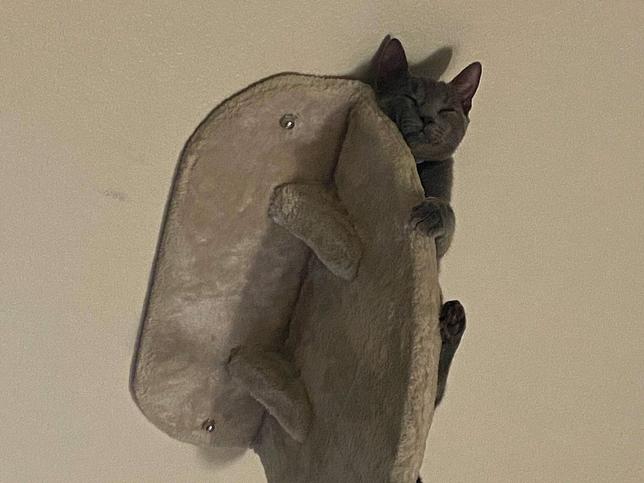 Haru joined the competition — help win amazing prizes! art, artifact, carving, creative_arts, fish, font, gesture, grey, metal, monochrome, monochrome_photography, rock, sculpture, statue, still_life_photography, trunk, visual_arts, wood, working_animal