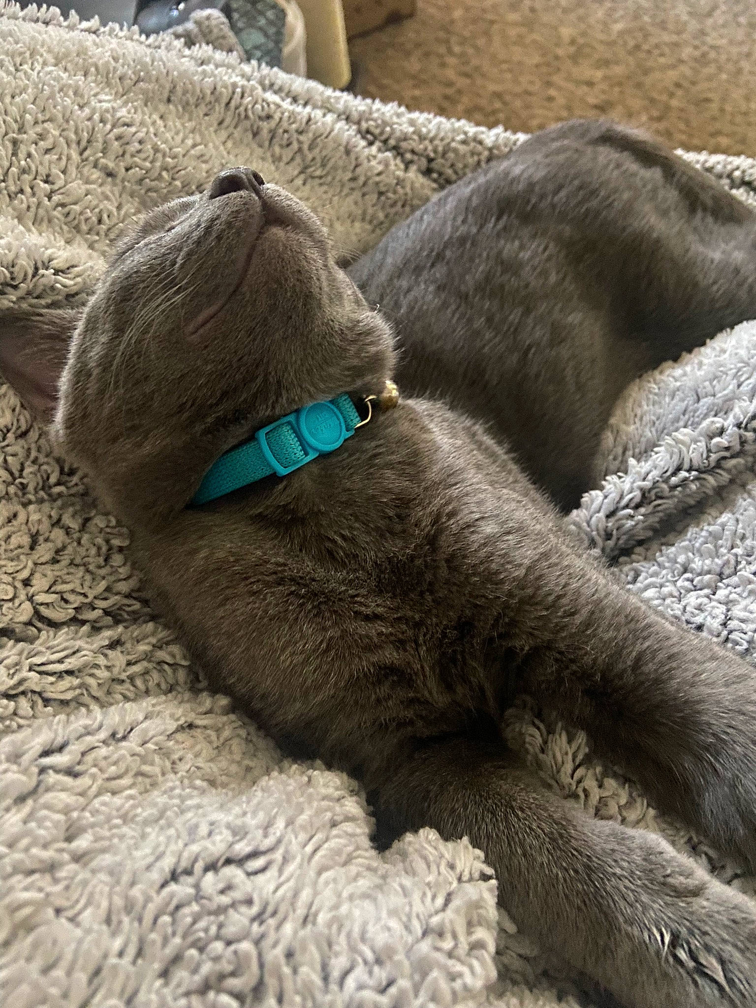 Haru joined the competition — help win amazing prizes! claw, collar, comfort, corgi_chihuahua, dog_breed, fiber, foot, fur, grey, human_leg, snout, sporting_group, stuffed_toy, tail, terrestrial_animal, wool, working_animal, wrinkle