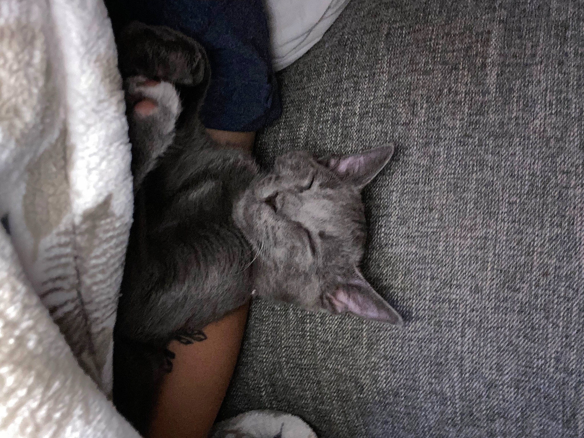 Haru is registered to the contest to win money with this photo: carnivore, cat, claw, comfort, domestic_short_haired_cat, ear, felidae, fur, gesture, grey, human_leg, lap, nap, paw, small_to_medium_sized_cats, thigh, whiskers