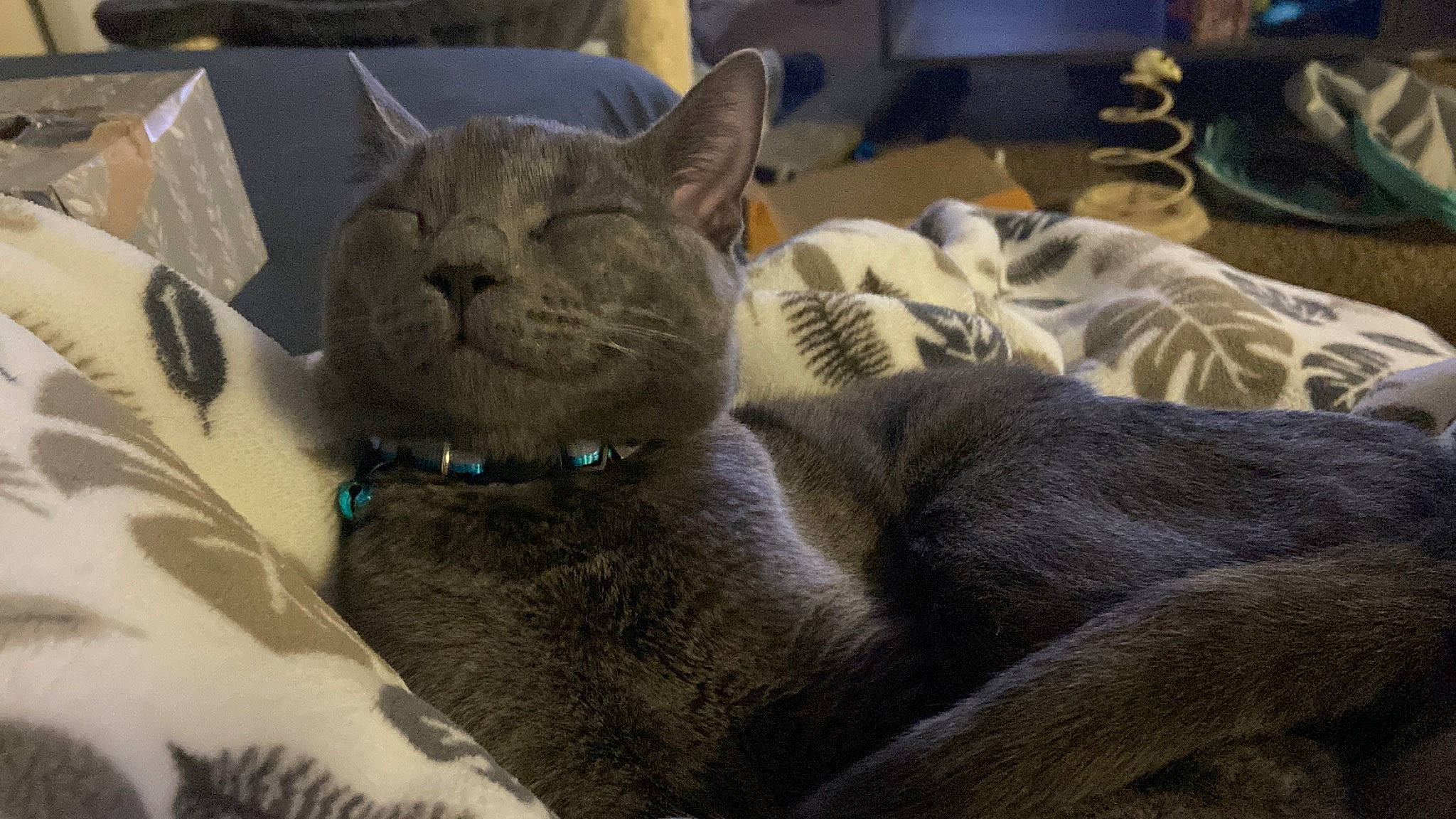 Haru is registered to the contest to win money with this photo: carnivore, cat, cat_bed, cat_supply, chartreux, comfort, domestic_short_haired_cat, felidae, fur, grey, nap, russian_blue, sleep, small_to_medium_sized_cats, snout, whiskers