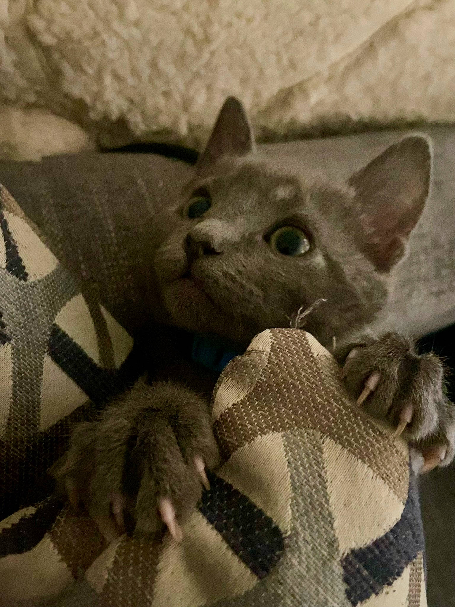 Haru is registered to the contest to win money with this photo: carnivore, cat, claw, comfort, creative_arts, domestic_short_haired_cat, felidae, fur, grey, monochrome, pattern, paw, russian_blue, small_to_medium_sized_cats, snout, tail, terrestrial_animal, whiskers, wildlife, woven_fabric