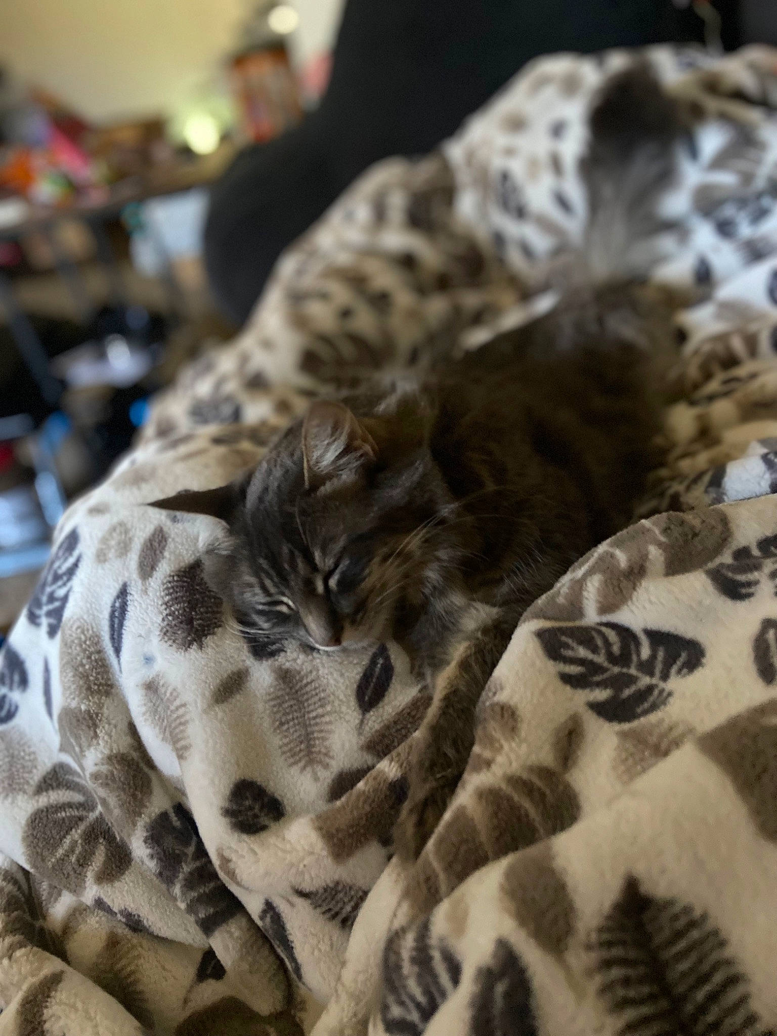 Hikari joined the competition — help win amazing prizes! bed, bed_sheet, bedding, canidae, carnivore, claw, comfort, fawn, felidae, fur, linens, mammal, military_camouflage, pattern, paw, small_to_medium_sized_cats, sporting_group, terrestrial_animal, whiskers, wildlife