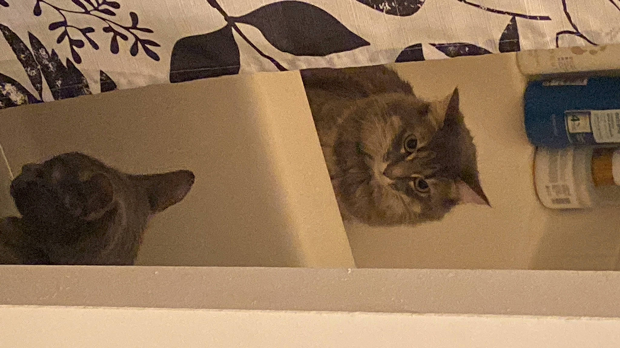 Hikari joined the competition — help win amazing prizes! art, carnivore, cat, domestic_short_haired_cat, felidae, font, fur, grey, illustration, paper, paper_product, pattern, plant, room, small_to_medium_sized_cats, tail, tints_and_shades, tree, visual_arts, whiskers