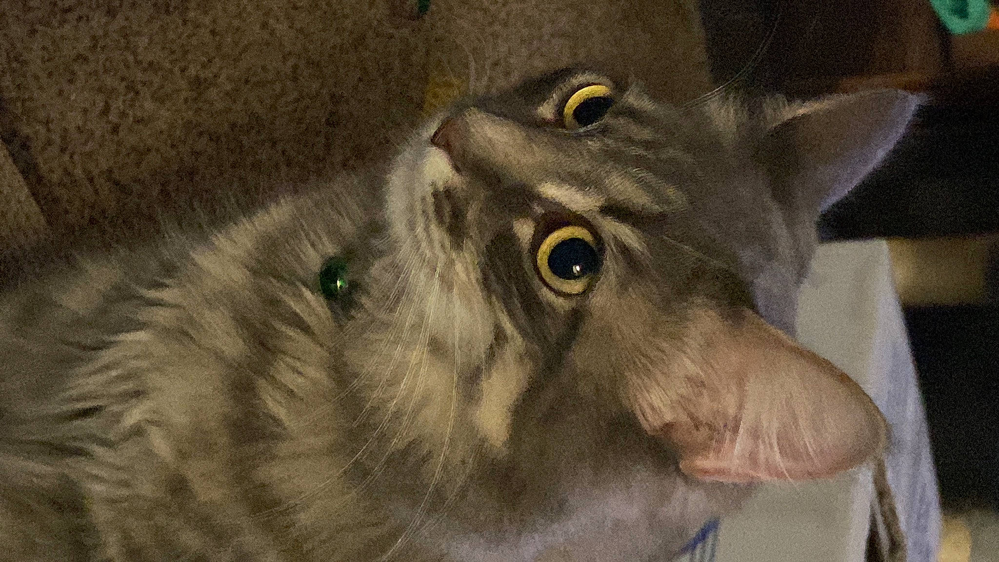 Hikari joined the competition — help win amazing prizes! art, canidae, carnivore, cat, dog_breed, domestic_short_haired_cat, drawing, felidae, fur, grey, illustration, painting, small_to_medium_sized_cats, snout, terrestrial_animal, visual_arts, whiskers, wildlife, wolf, working_animal