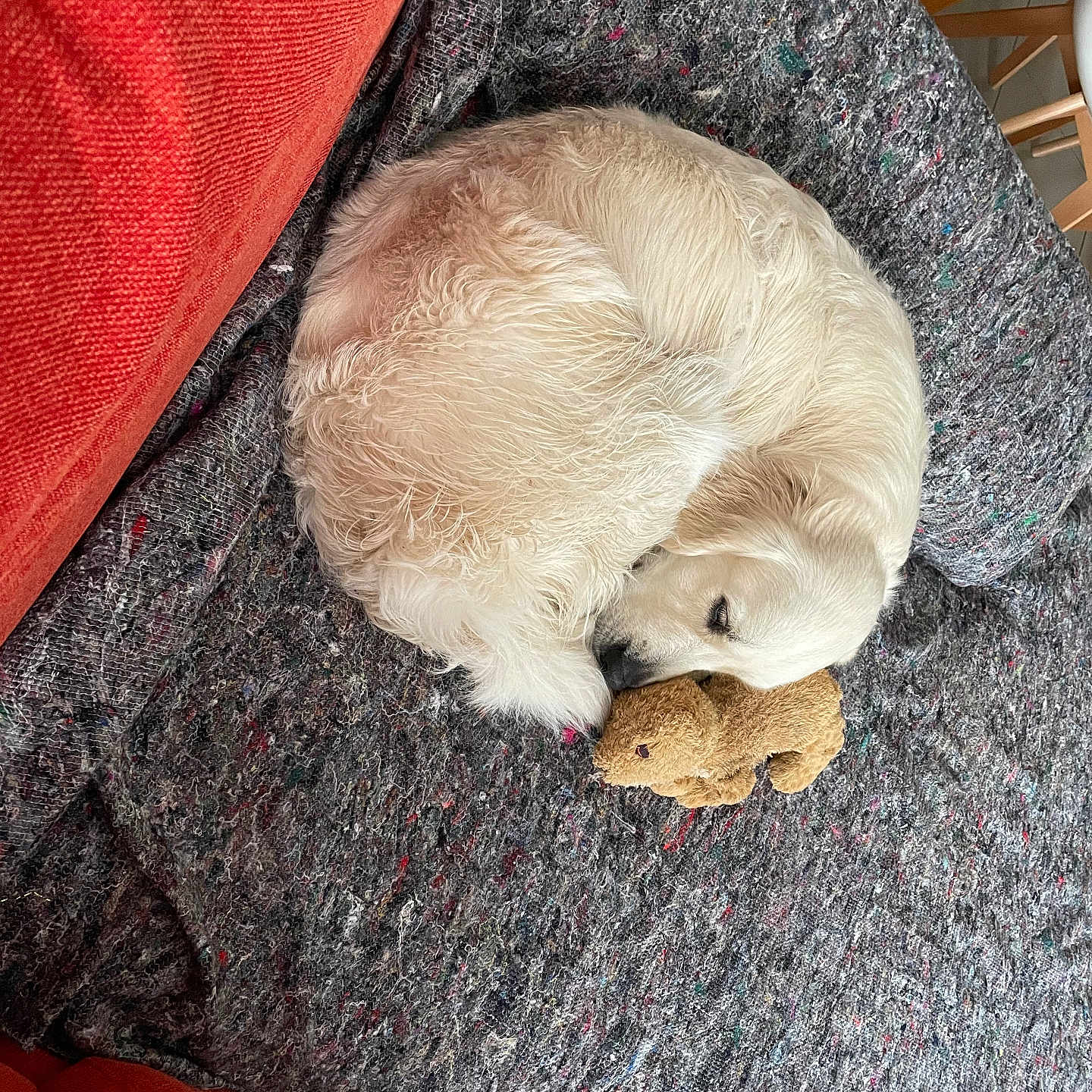 Bento a rejoint le concours — aidez-le/la à gagner de superbes lots ! dog, golden_retriever, sleeping, curled_up, stuffed_toy, teddy_bear, blanket, couch, red_couch, gray_blanket, furniture, indoor, pet, cozy, resting, fur, cute, animal, home, relaxing