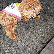 Coco Joi is registered to the contest to win money with this photo: puppy, dog, brown, curly_fur, couch, indoor, pet, cute, small_dog, fur, looking_up, fabric, textile, animal, mammal, companion, domestic_animal, young_dog, resting, shirt