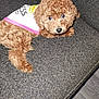puppy, dog, brown, curly_fur, couch, indoor, pet, cute, small_dog, fur, looking_up, fabric, textile, animal, mammal, companion, domestic_animal, young_dog, resting, shirt
