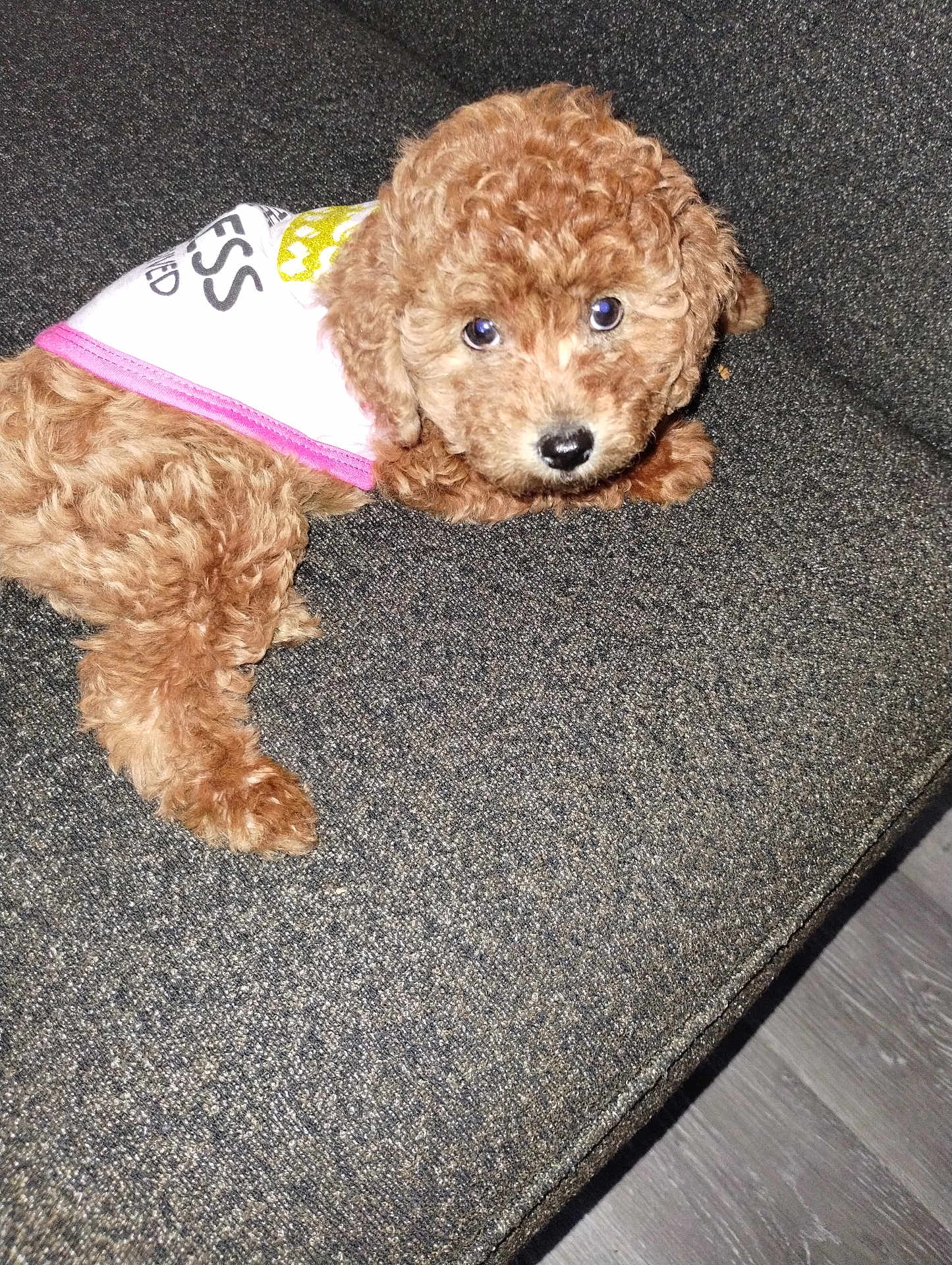 Coco Joi is registered to the contest to win money with this photo: puppy, dog, brown, curly_fur, couch, indoor, pet, cute, small_dog, fur, looking_up, fabric, textile, animal, mammal, companion, domestic_animal, young_dog, resting, shirt