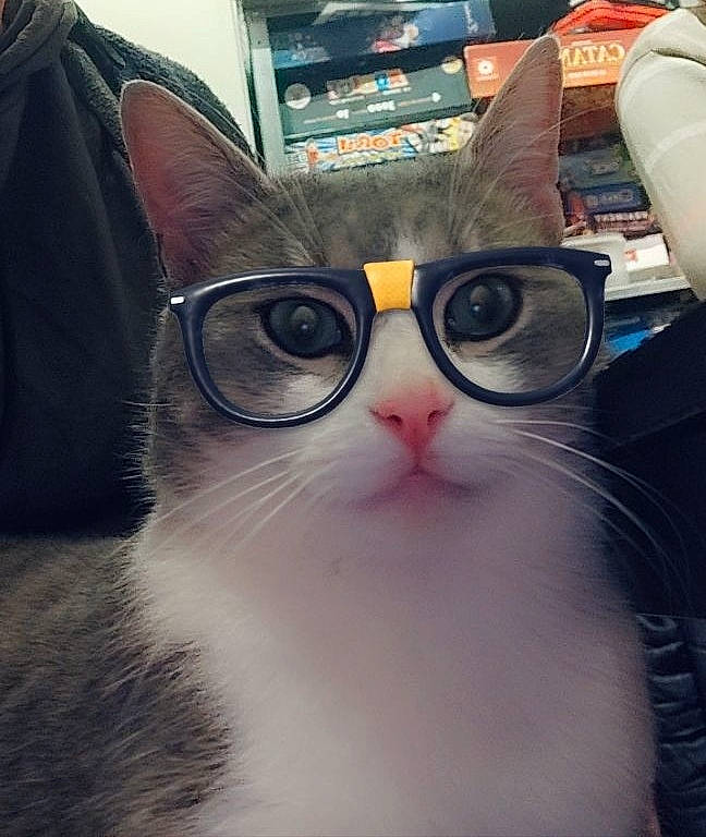 Luther participe au concours pour gagner de l'argent avec cette photo : carnivore, cat, cool, ear, eye, eyewear, felidae, fur, glasses, kitten, nose, photography, small_to_medium_sized_cats, snapshot, snout, sunglasses, vision_care, whiskers