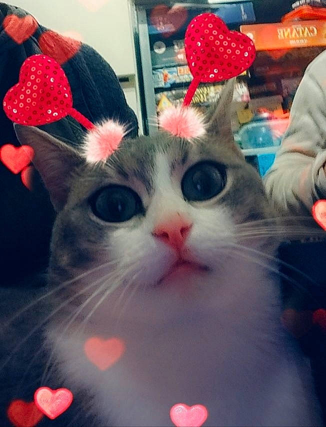 Luther a rejoint le concours — aidez-le/la à gagner de superbes lots ! asian, carnivore, cat, ear, eye, felidae, fur, heart, kitten, love, munchkin, nose, organ, paw, photo_caption, photography, small_to_medium_sized_cats, snapshot, snout, whiskers