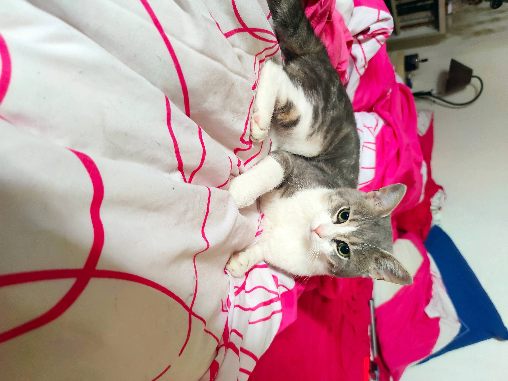 Luther participe au concours pour gagner de l'argent avec cette photo : carnivore, cat, felidae, kitten, mammal, norwegian_forest_cat, ragamuffin, ragdoll, small_to_medium_sized_cats, whiskers