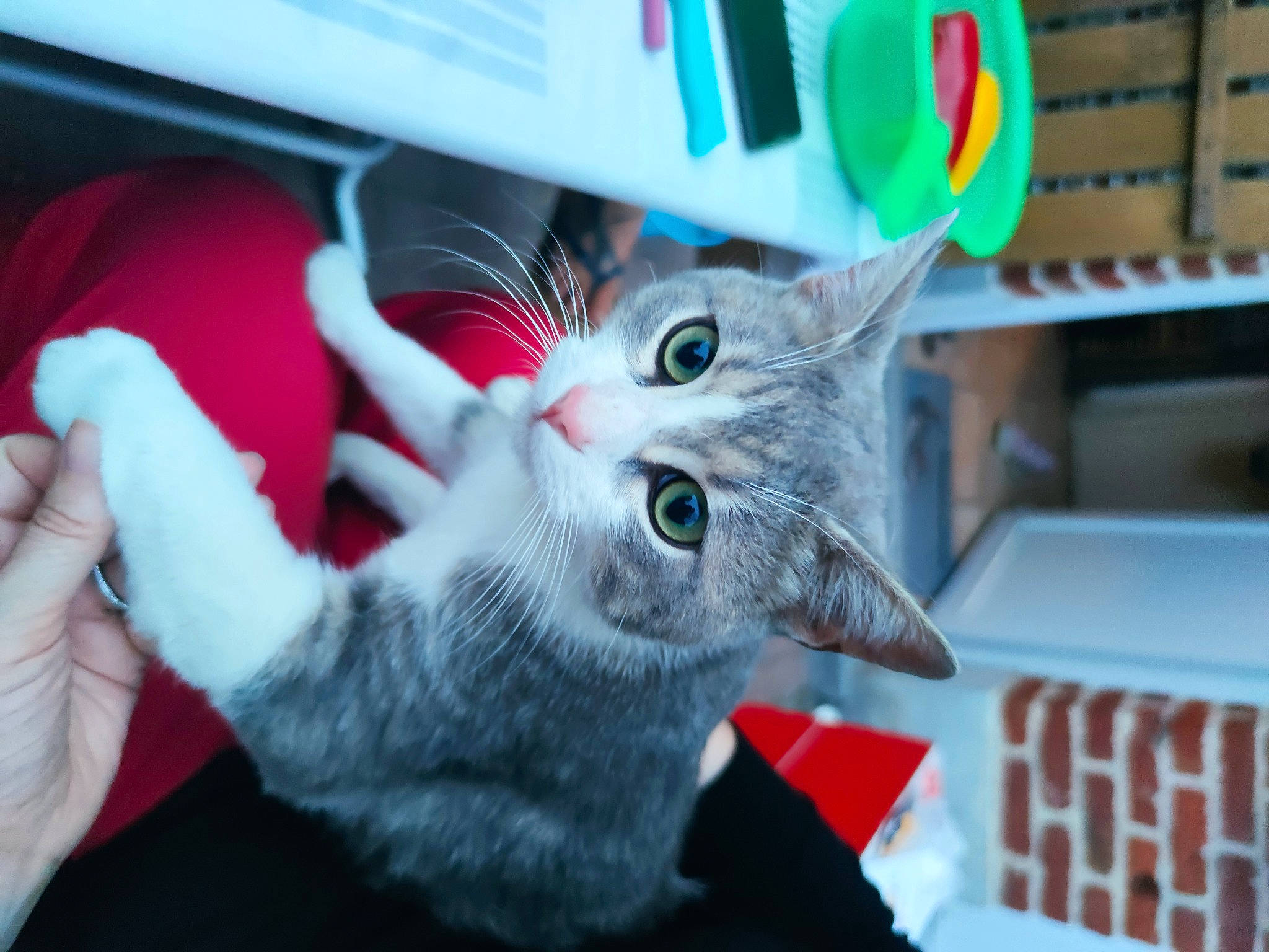 Luther a rejoint le concours — aidez-le/la à gagner de superbes lots ! american_shorthair, asian, carnivore, cat, claw, domestic_short_haired_cat, ear, european_shorthair, felidae, fur, gesture, kitten, photo_caption, small_to_medium_sized_cats, tabby_cat, whiskers