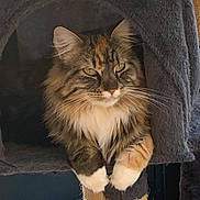 Apache a rejoint le concours — aidez-le/la à gagner de superbes lots ! cat, fluffy_cat, long_hair, tabby, calico, feline, pet, animal, whiskers, green_eyes, pointed_ears, chest_fur, paws, scratching_post, cat_tree, indoor, portrait, sitting, relaxed, closeup