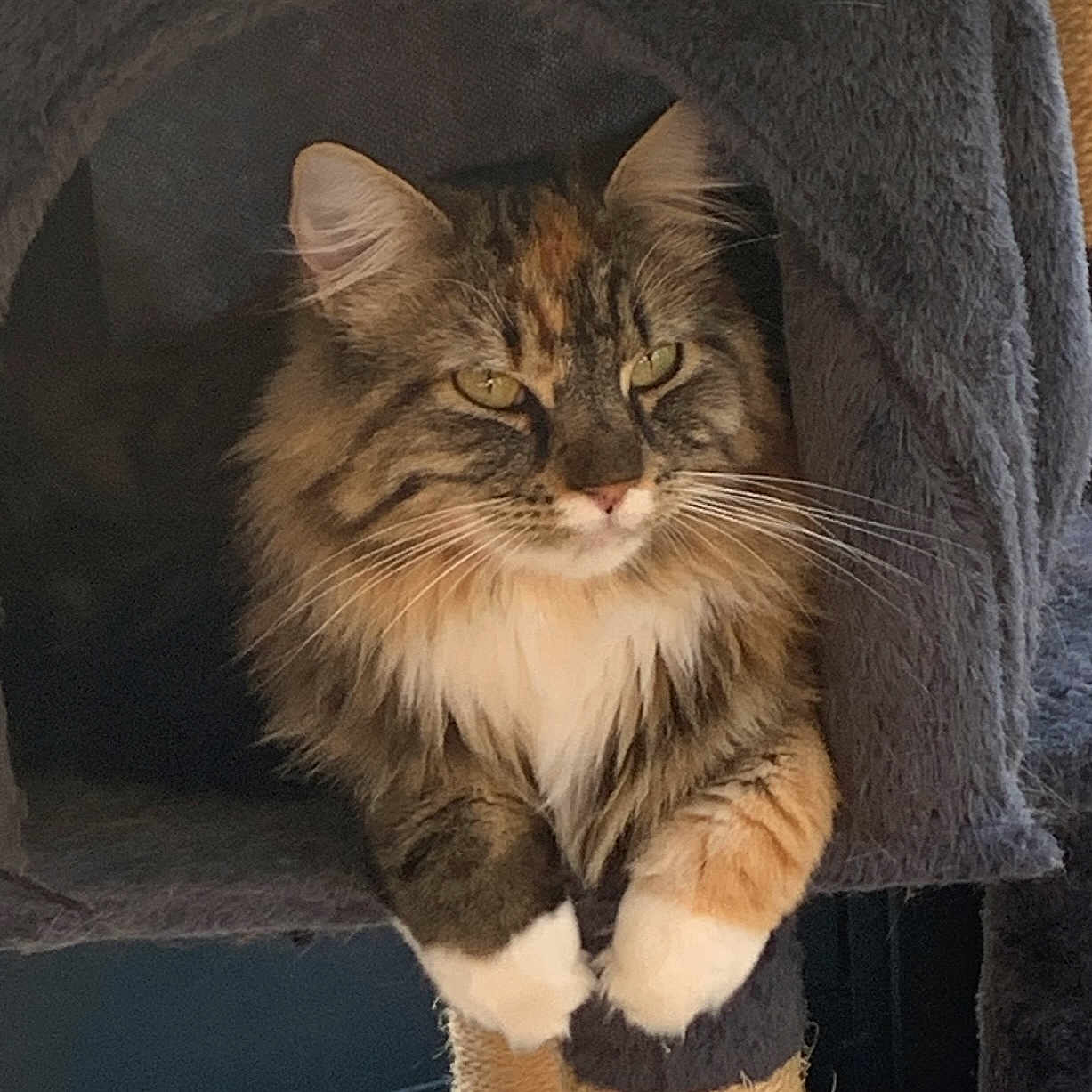 Apache