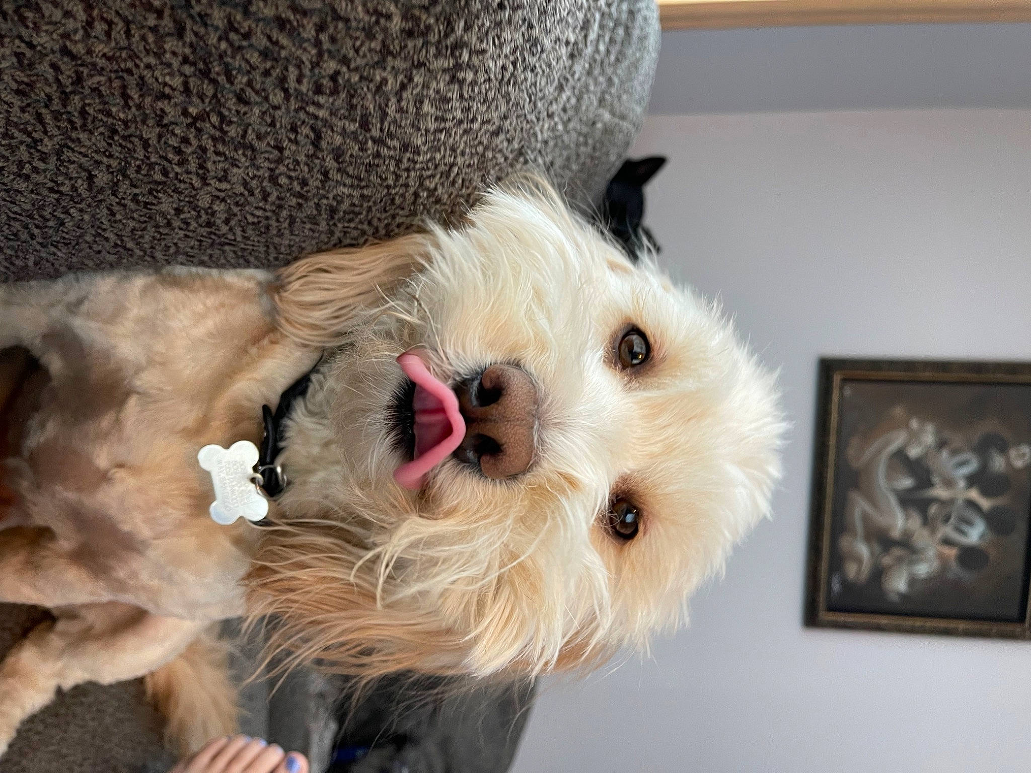 Barnaby joined the competition — help win amazing prizes! carnivore, collar, companion_dog, couch, dog, dog_breed, dog_clothes, dog_supply, fawn, fur, picture_frame, small_terrier, snout, sporting_group, stuffed_toy, terrier, toy, toy_dog, working_animal, yorkshire_terrier