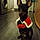 Chipie