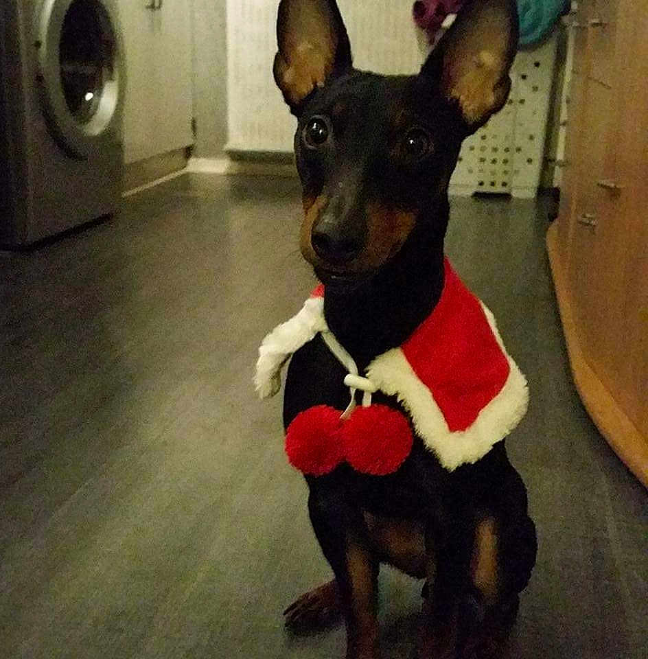 Chipie