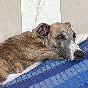 Blue participe au concours pour gagner de l'argent avec cette photo : dog, brindle, short_hair, lying_down, sleepy, relaxed, pet, animal, canine, close_up, portrait, bed, blanket, blue, patterned, indoors, home, resting, brown, white