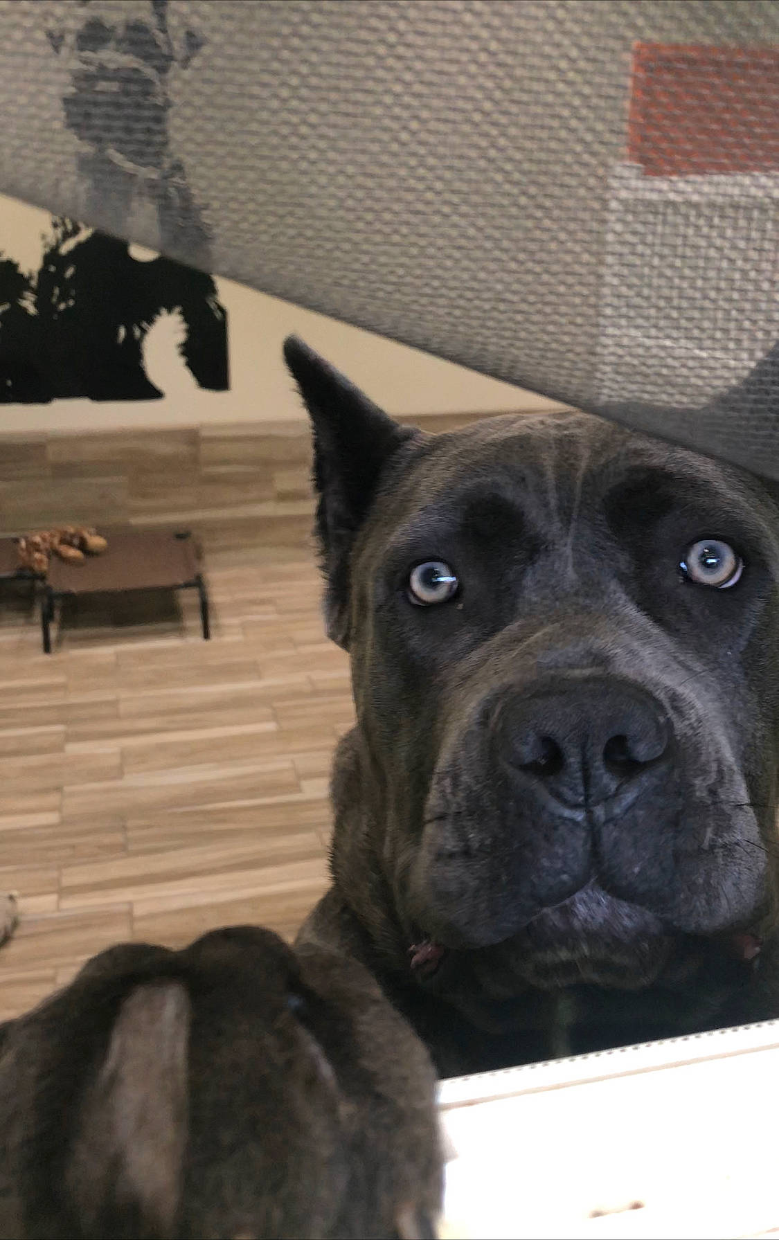 Donna is registered to the contest to win money with this photo: ancient_dog_breeds, canidae, carnivore, collar, companion_dog, dog, dog_breed, ear, fawn, fur, guard_dog, non_sporting_group, snout, sporting_group, terrestrial_animal, whiskers, wood, working_animal, working_dog, wrinkle