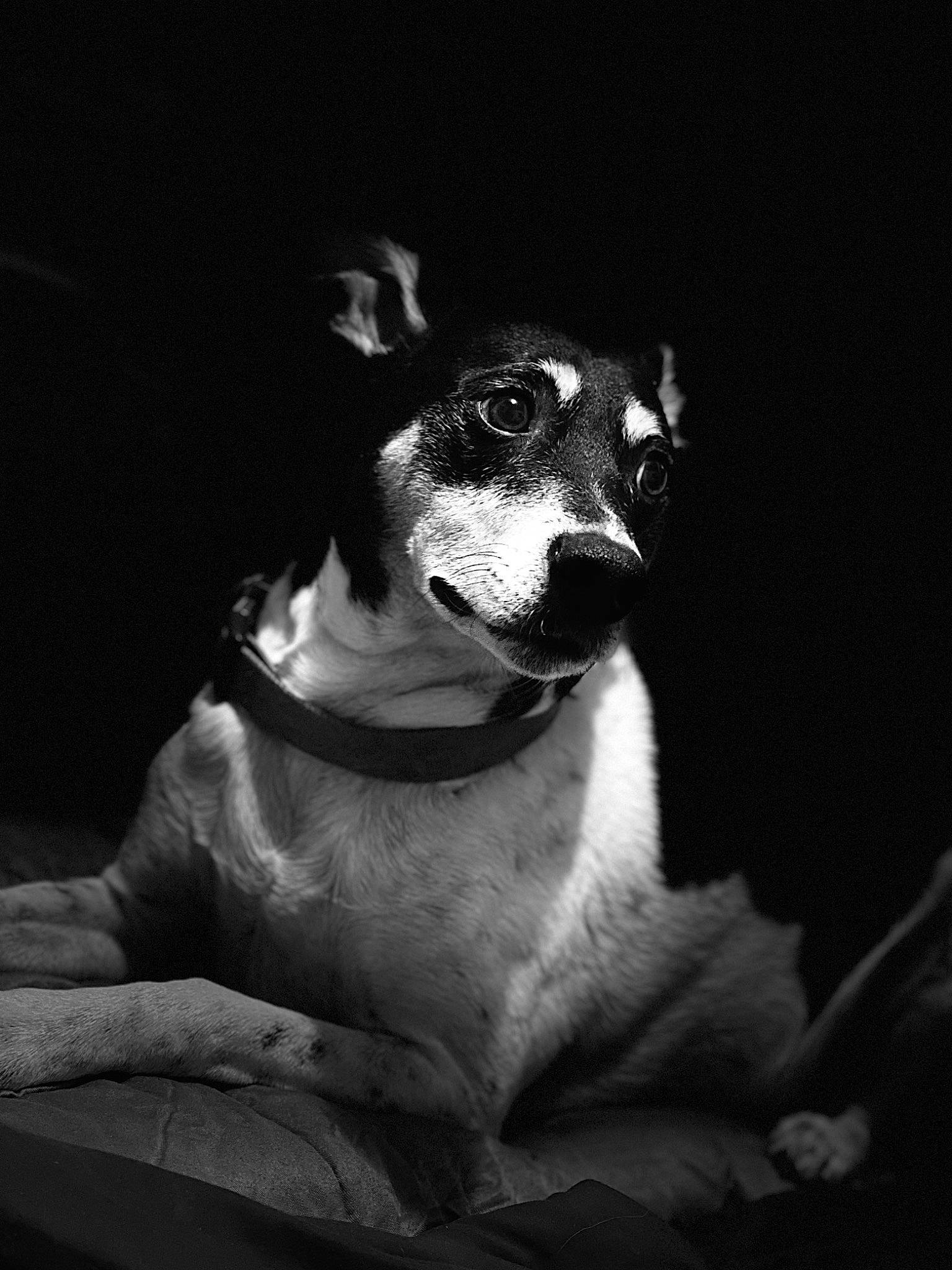 Derpy joined the competition — help win amazing prizes! canidae, carnivore, collar, companion_dog, darkness, dog, dog_breed, dog_collar, fawn, flash_photography, fur, grey, monochrome, monochrome_photography, shadow, sporting_group, still_life_photography, terrestrial_animal, whiskers, working_animal