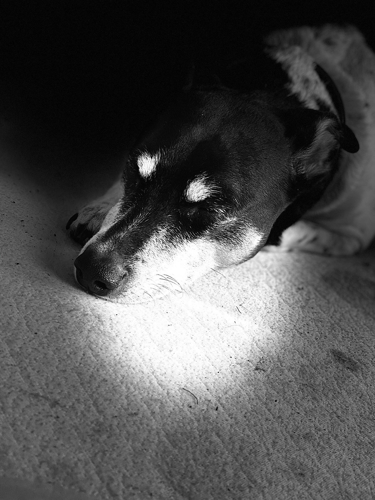 Derpy is registered to the contest to win money with this photo: canidae, carnivore, companion_dog, darkness, dog, dog_breed, flash_photography, fur, grey, jaw, monochrome, monochrome_photography, paw, shadow, sporting_group, still_life_photography, style, tints_and_shades, whiskers, working_animal