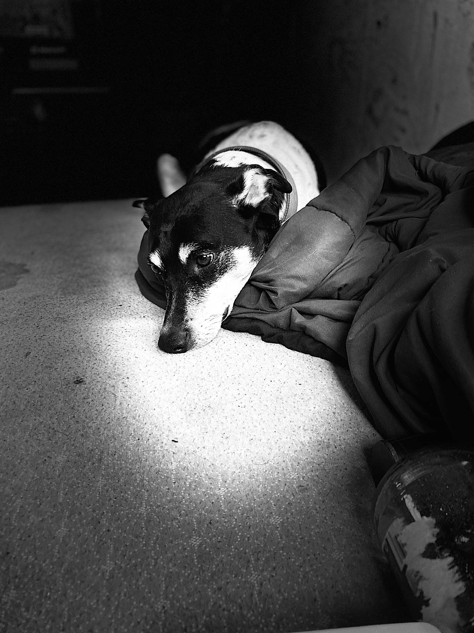 Derpy is registered to the contest to win money with this photo: audio_equipment, black_and_white, carnivore, comfort, companion_dog, darkness, dog, dog_breed, flash_photography, flooring, grey, human_body, human_leg, monochrome, monochrome_photography, personal_protective_equipment, snout, tints_and_shades, whiskers, working_animal