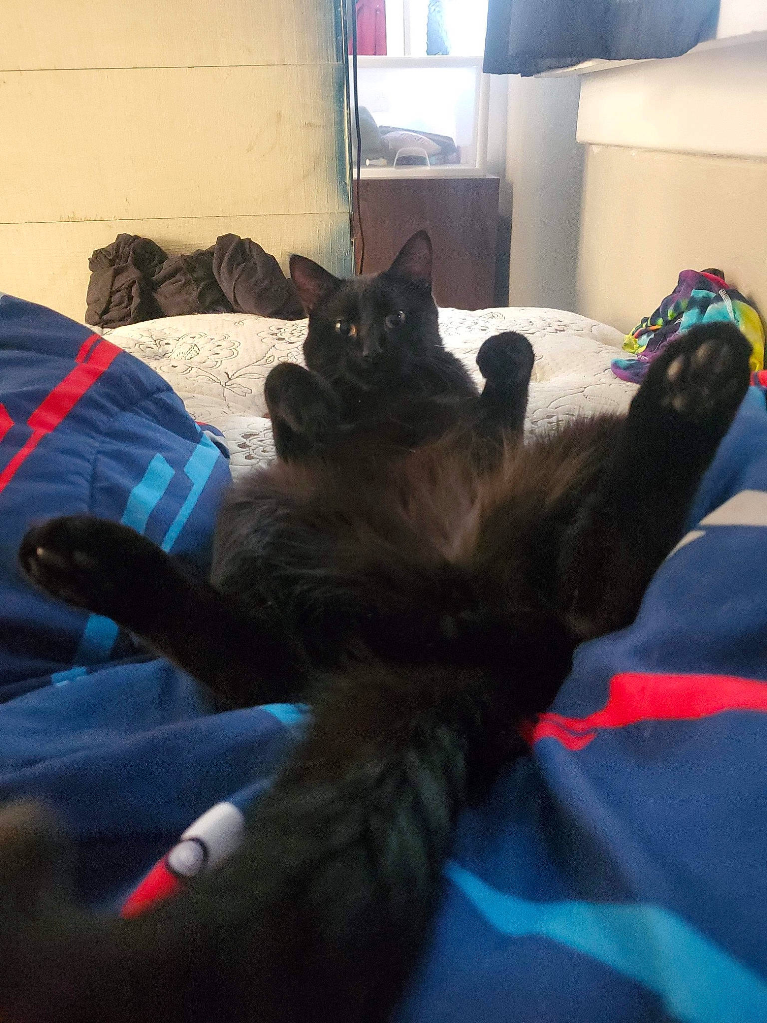 Sothi is registered to the contest to win money with this photo: black_cat, carnivore, cat, comfort, curtain, domestic_short_haired_cat, electric_blue, felidae, flooring, fur, grey, linens, living_room, nap, paw, room, small_to_medium_sized_cats, tail, textile, whiskers