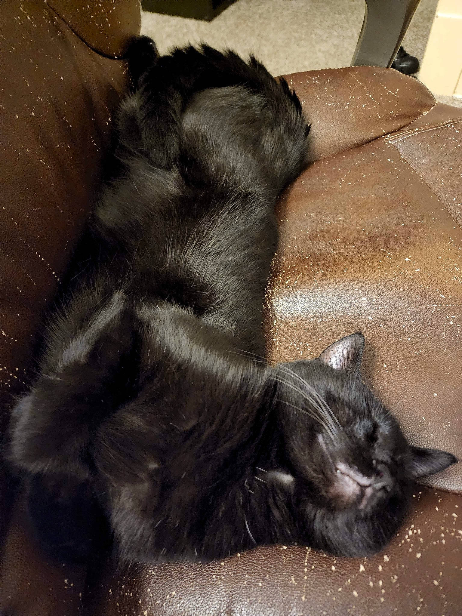 Sothi joined the competition — help win amazing prizes! black_cat, carnivore, cat, claw, comfort, dog_breed, domestic_short_haired_cat, felidae, flooring, fur, nap, paw, small_to_medium_sized_cats, snout, tail, terrestrial_animal, whiskers