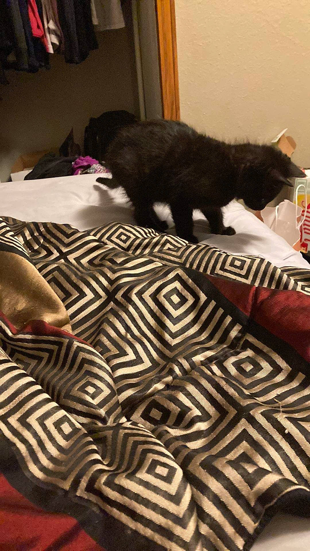 Sothi joined the competition — help win amazing prizes! bed, bed_sheet, bedding, bedroom, black_cat, carnivore, cat, comfort, felidae, flooring, fur, hardwood, linens, pattern, room, small_to_medium_sized_cats, tail, tints_and_shades, whiskers, wood