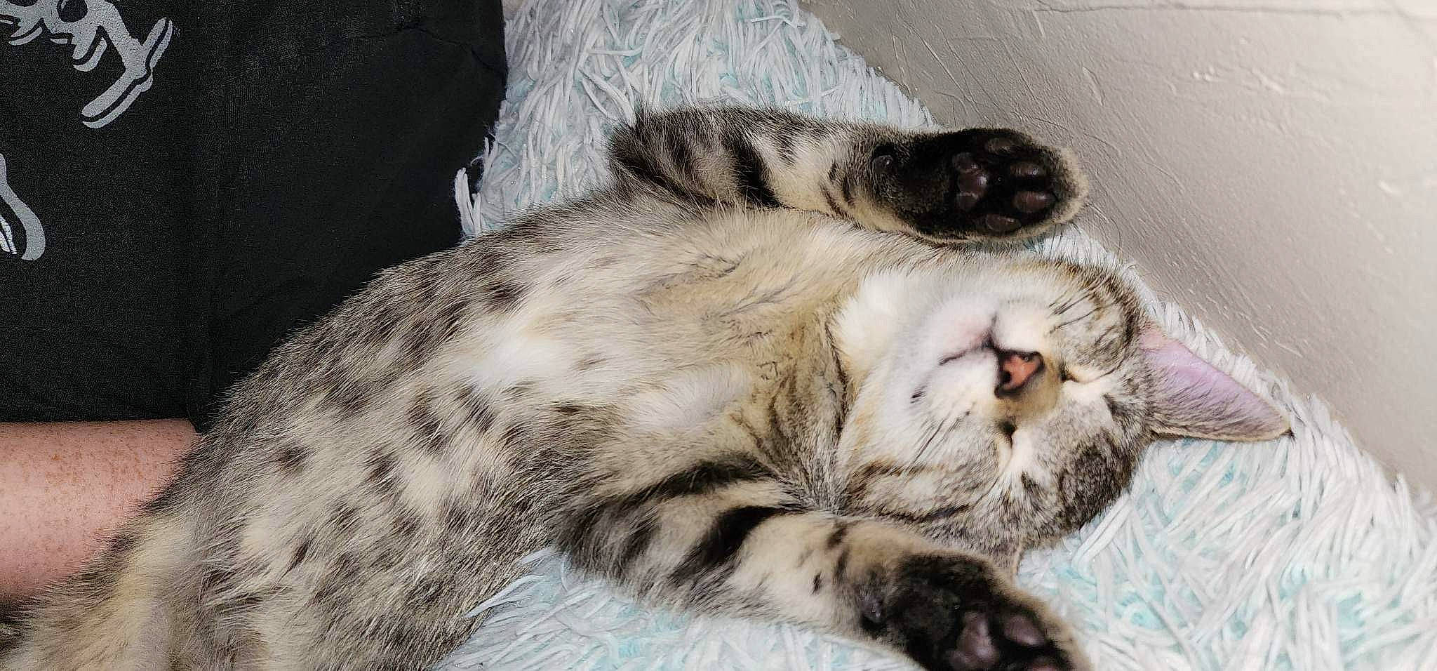 Basti is registered to the contest to win money with this photo: carnivore, cat, claw, comfort, domestic_short_haired_cat, fawn, felidae, fur, nap, paw, sleep, small_to_medium_sized_cats, snout, tail, terrestrial_animal, whiskers, wildlife