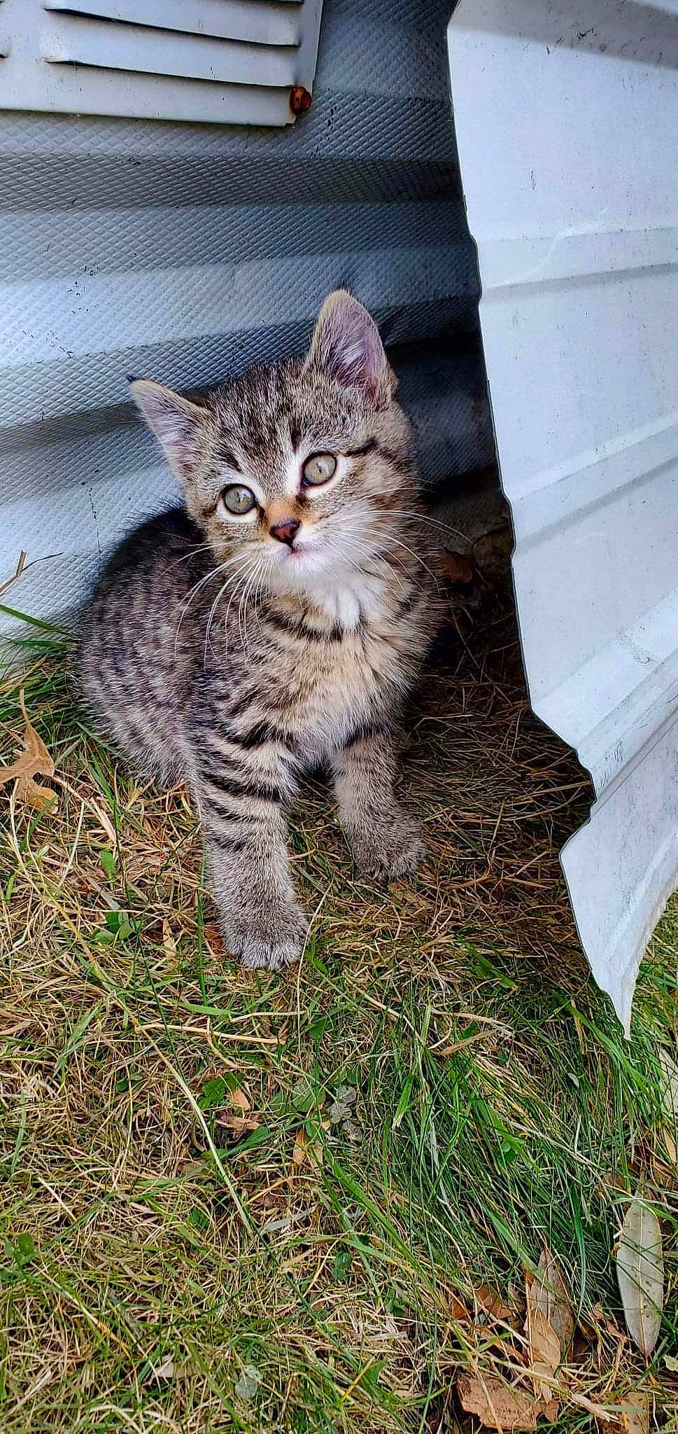 Basti joined the competition — help win amazing prizes! carnivore, cat, claw, domestic_short_haired_cat, felidae, fur, grass, groundcover, paw, photo_caption, sitting, small_to_medium_sized_cats, snout, tail, terrestrial_animal, tree, whiskers, wildlife