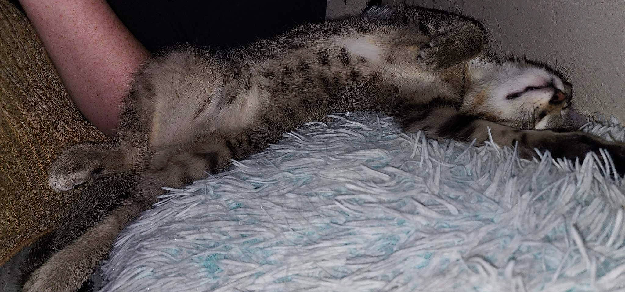 Basti is registered to the contest to win money with this photo: carnivore, cat, cat_bed, claw, comfort, dog_breed, domestic_short_haired_cat, felidae, fur, grey, mustelidae, mustelinae, nap, north_american_river_otter, otter, paw, small_to_medium_sized_cats, tail, terrestrial_animal, whiskers