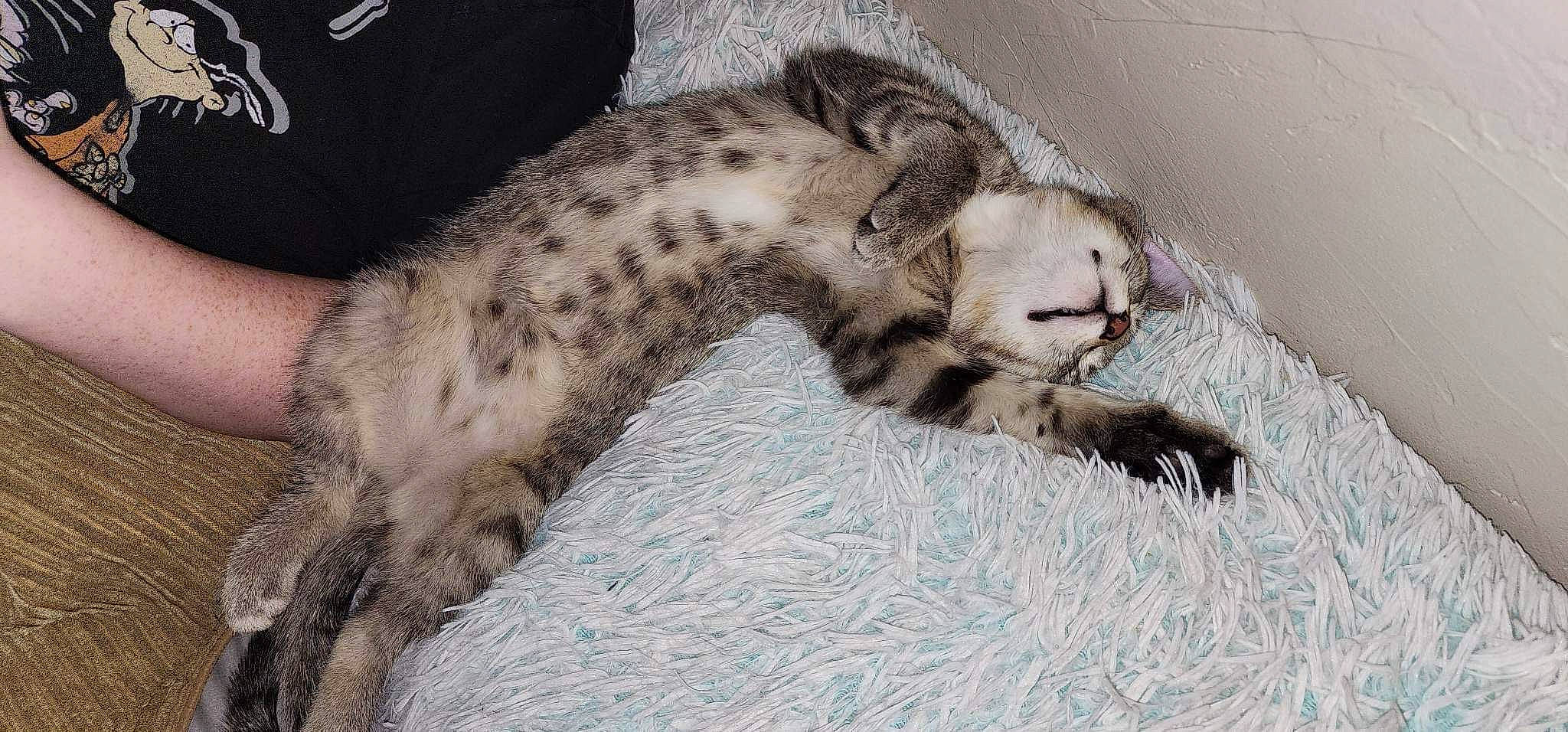 Basti is registered to the contest to win money with this photo: carnivore, cat, claw, comfort, domestic_short_haired_cat, felidae, fur, leopard, mustelidae, nap, paw, sleep, small_to_medium_sized_cats, snout, snow_leopard, tail, terrestrial_animal, whiskers, wildlife